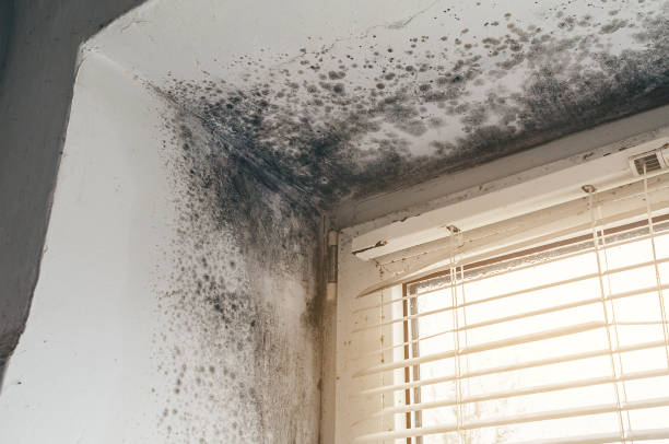 Affordable Hvac And Air Duct Mold Remediation solutions in Lewisville, NC